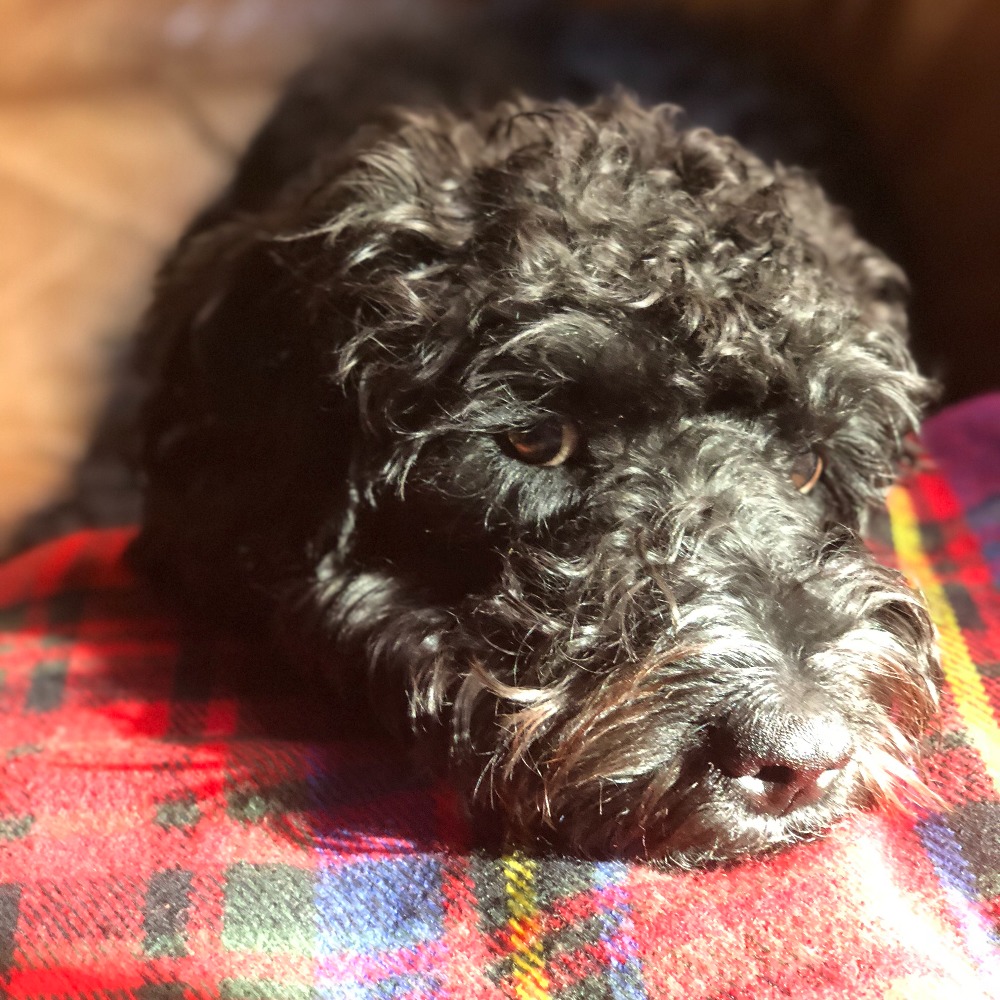 Meet your Posher, Jane